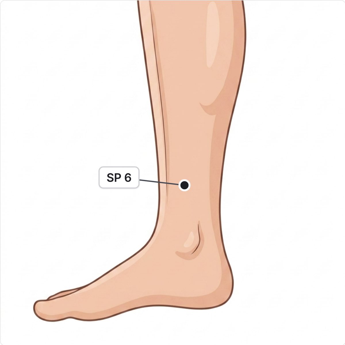 Drawn inner side of a lower leg with SP 6 marked above the inner ankle bone, behind the shin bone.