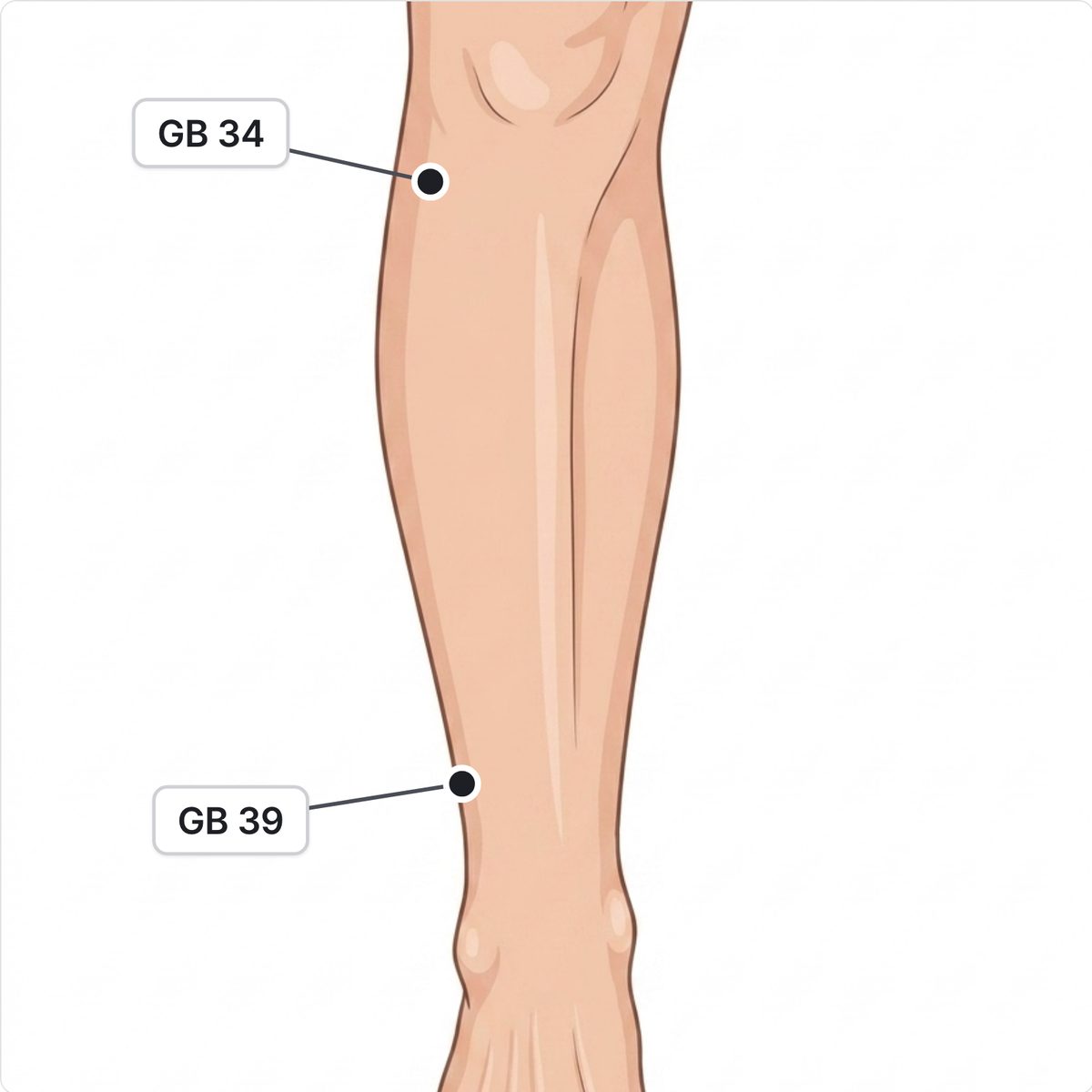 Drawn front of a lower leg with GB 34 marked below the outer side of the knee and GB 39 above the outer ankle.