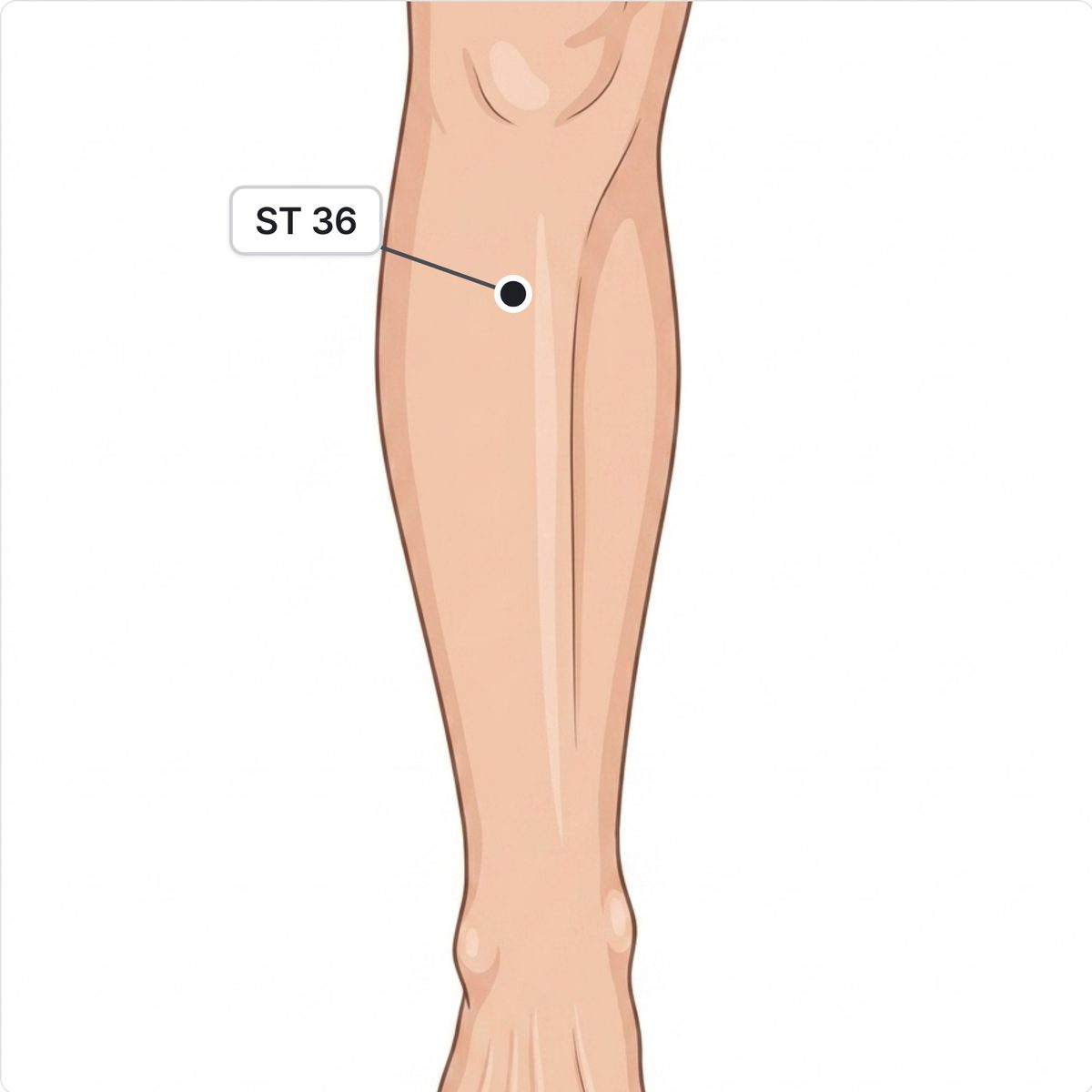 Drawn front of a lower leg with ST 36 marked below the kneecap, outside the shin bone.