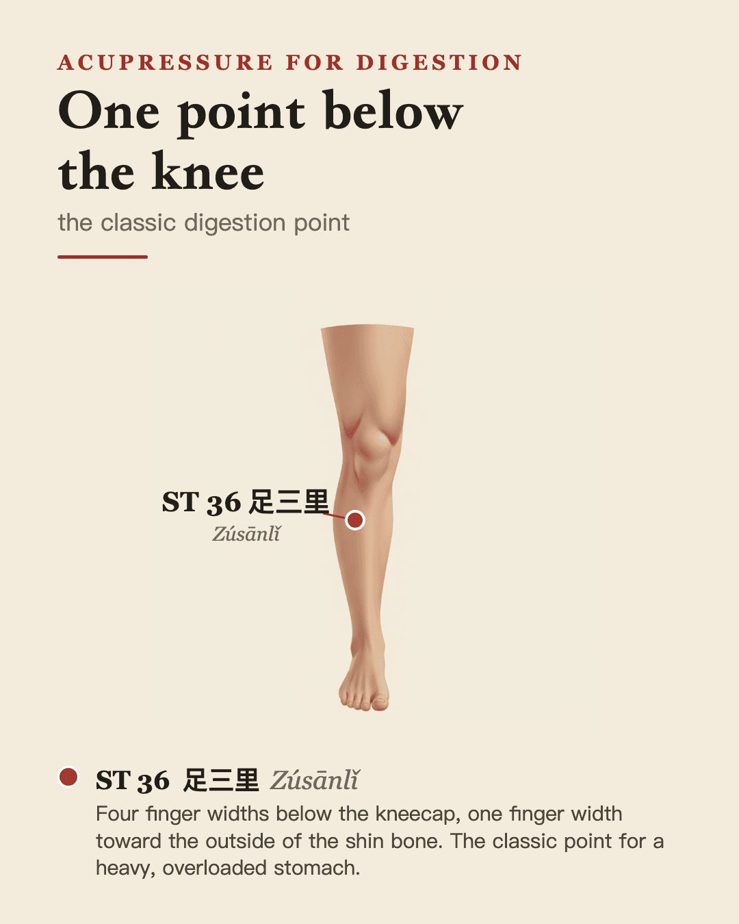 ST 36, Zusanli, shown below the knee beside the shin