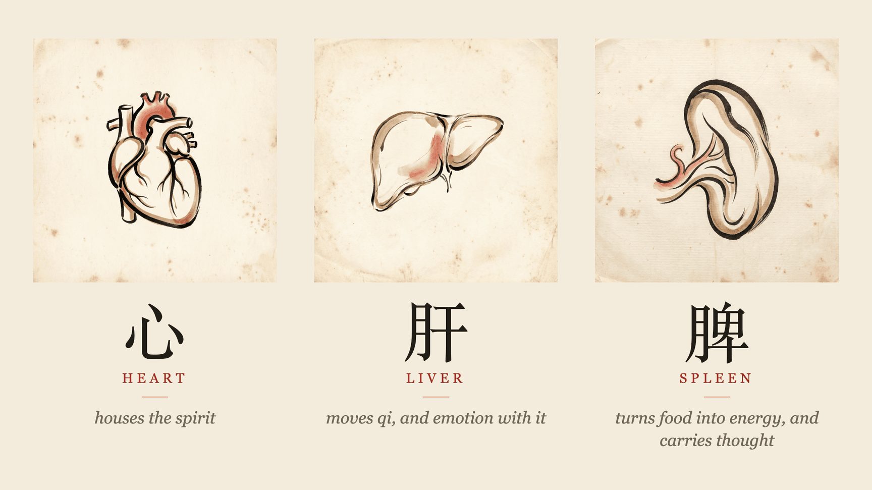 Ink illustration of the Liver, Spleen, and Heart in Chinese medicine