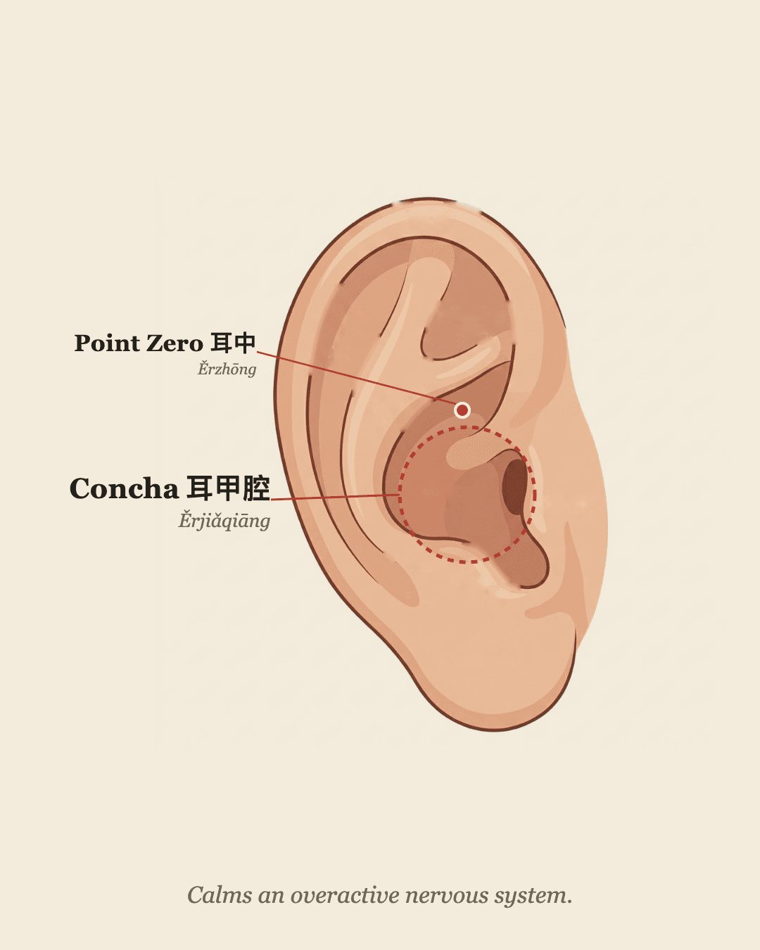 Vagus nerve acupressure point on the ear concha