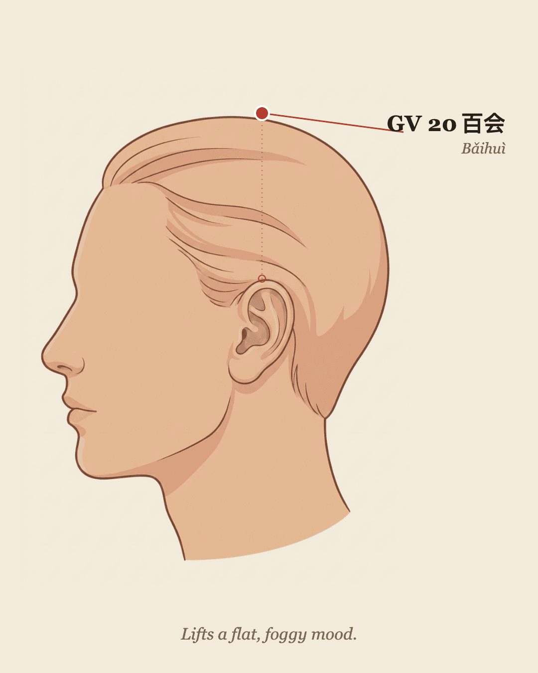 GV20 Baihui acupoint location at the top of the head