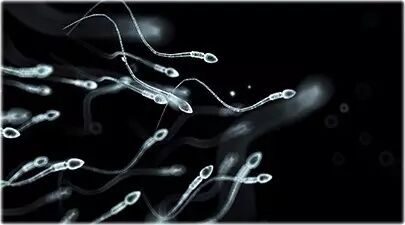 WHO: Sperm density decreased 50% in the past 50-60 years