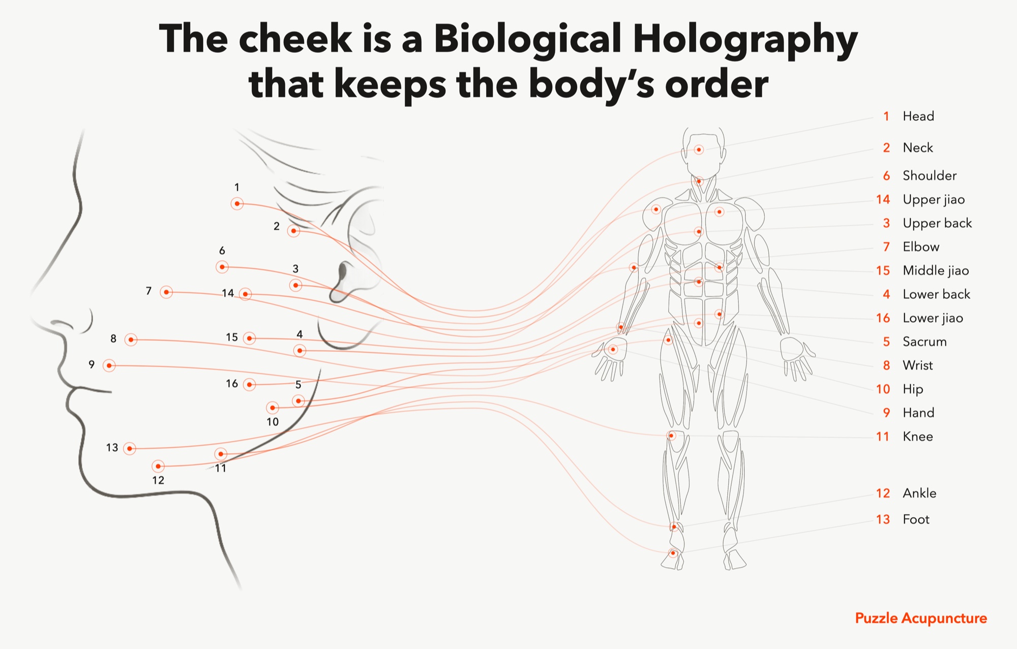 Illustration pairing a drawn profile of a face with a drawn human body. Sixteen numbered points on the cheek are joined by fine orange lines to the region each one stands for: head, neck, shoulder, upper jiao, upper back, elbow, middle jiao, lower back, lower jiao, sacrum, wrist, hip, hand, knee, ankle and foot.