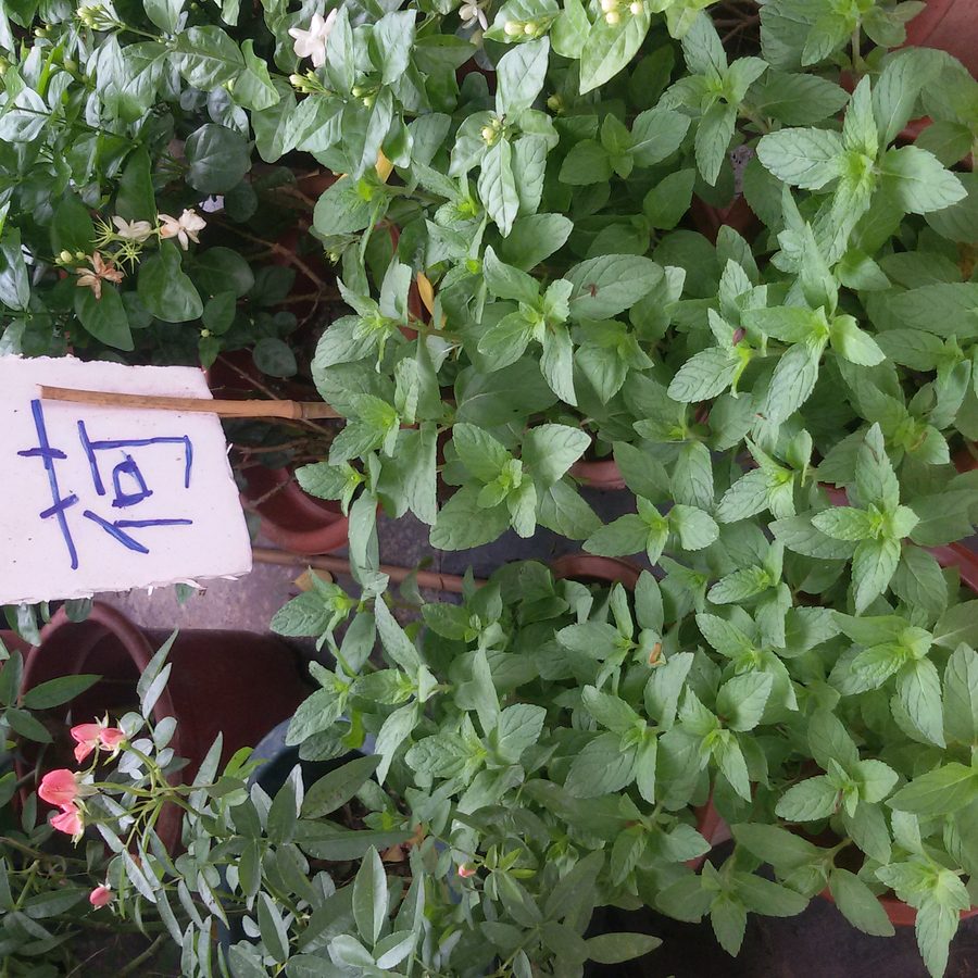 field mint, fresh plant