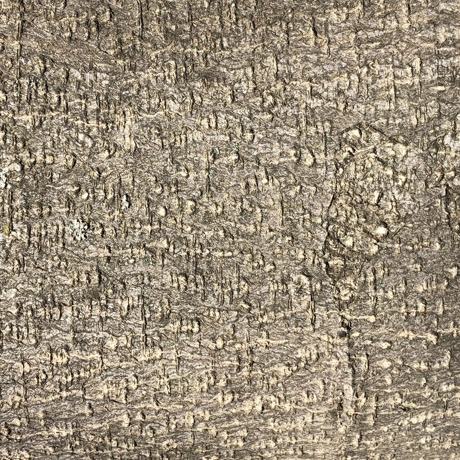 silk tree bark, bark