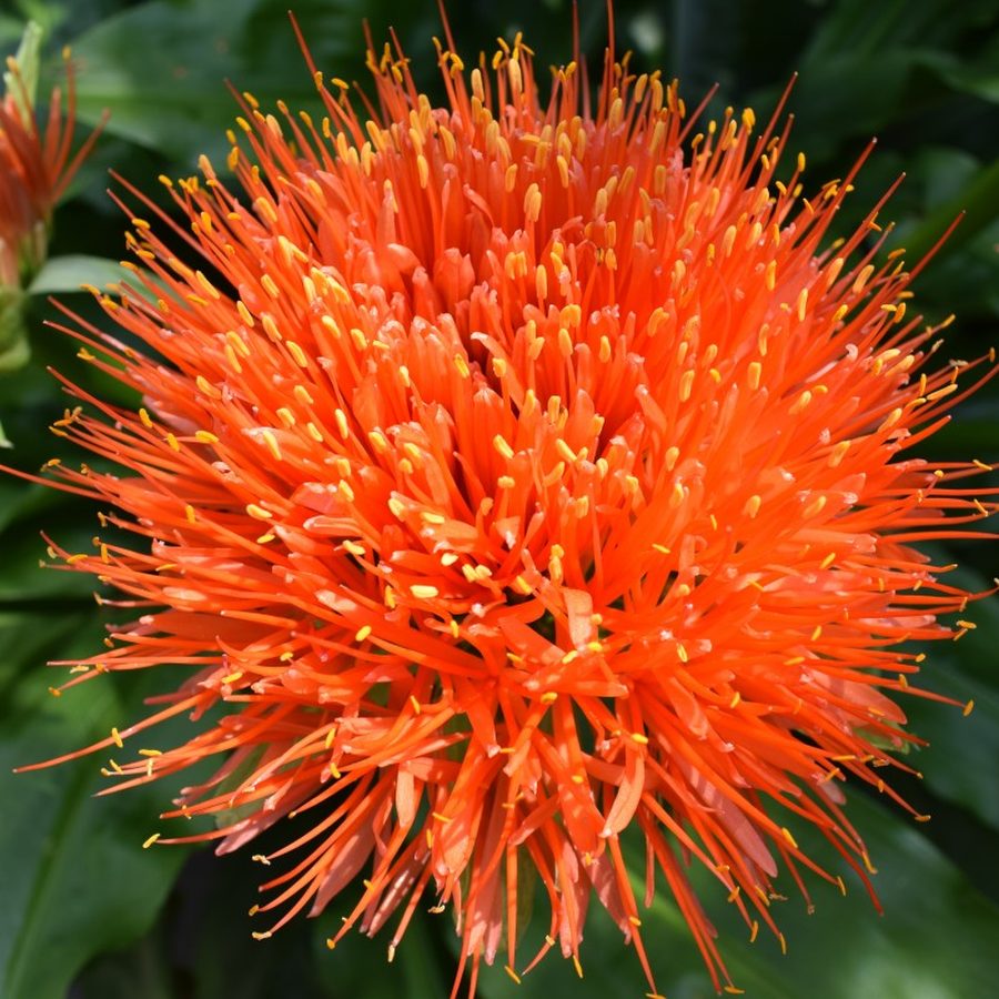 safflower, flower