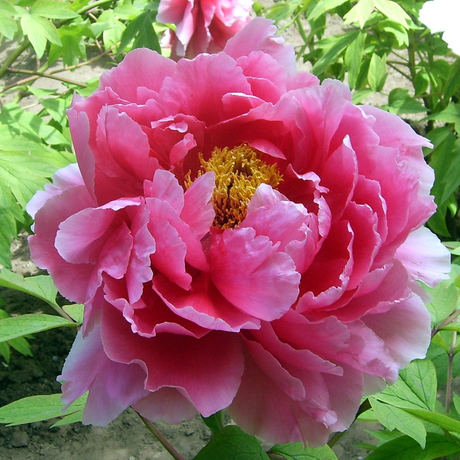 moutan bark, flower (tree peony)
