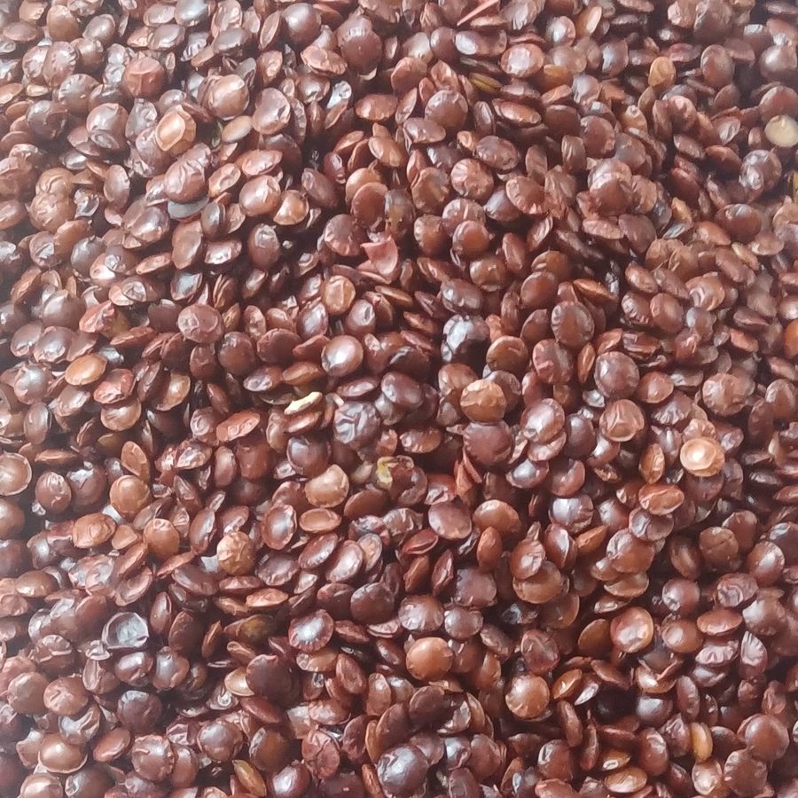 sour jujube seed, dried seed