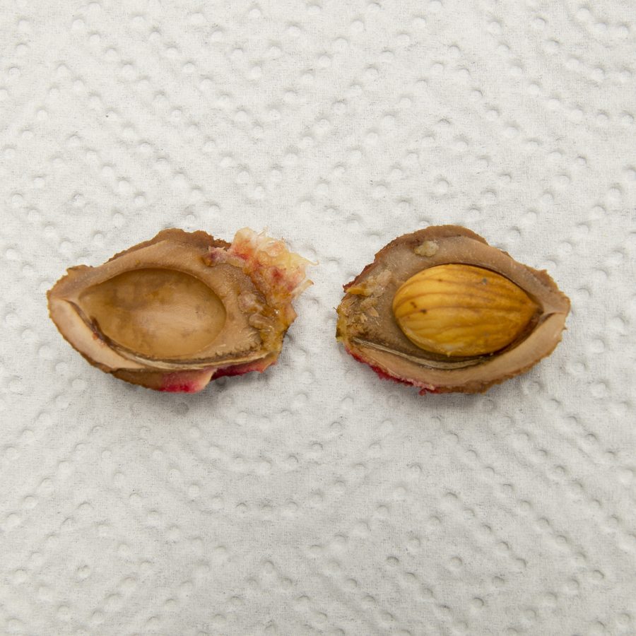 peach kernel, kernel
