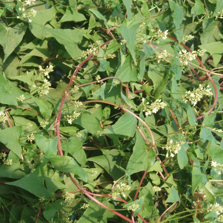tuber fleeceflower vine, living vine