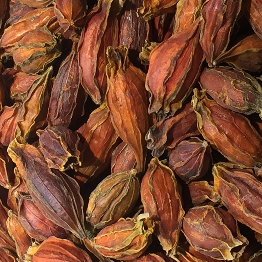 gardenia fruit, dried fruit
